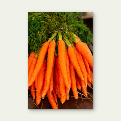 Fresh Bunch of Carrots 40x60cm Metal Print Ready to Hang