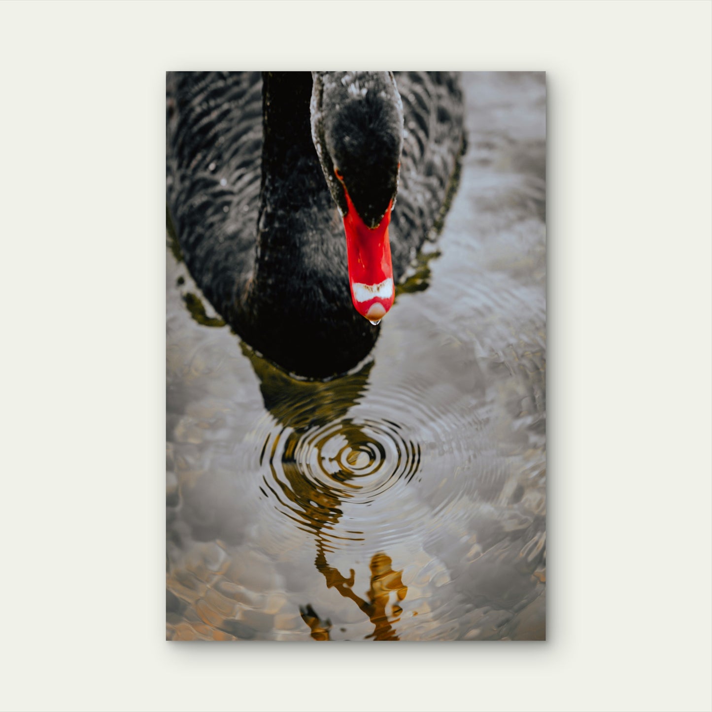 Australian Black Swan 60x90cm Metal Print Ready to Hang