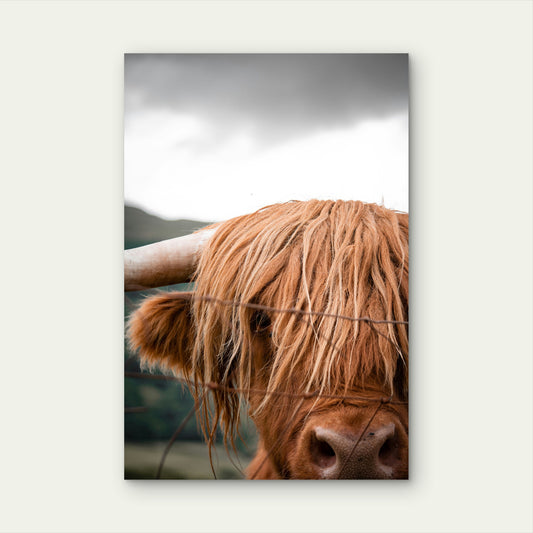 Closeup Highland Cow 60x90cm Metal Print Ready to Hang