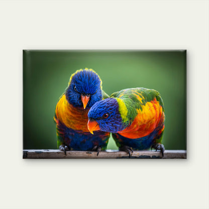 Iconic Pair Native Rainbow Lorikeet Parrot Wildlife Species Australia Wall Art Decor 100% Australian Made