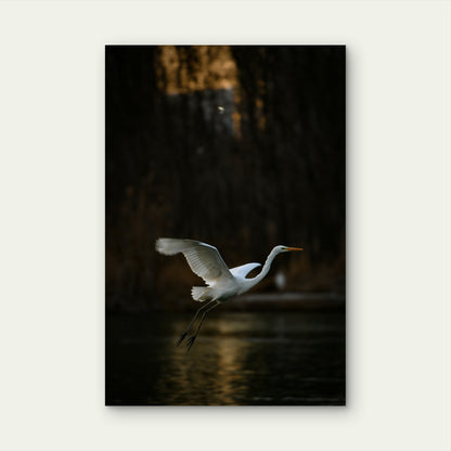 Great Egret Gliding Over Water 40x60cm Metal Print Ready to Hang