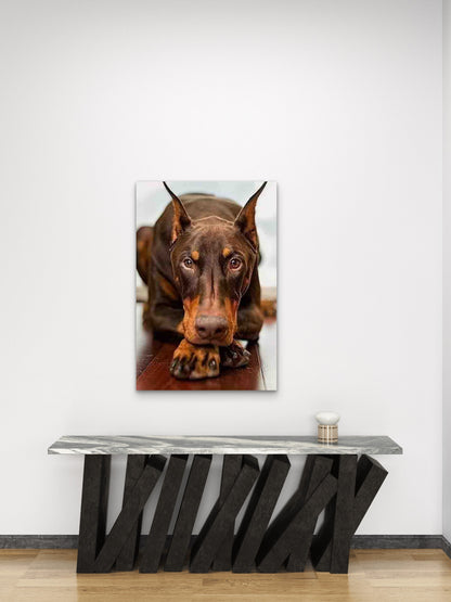 Doberman Gaze 60x90cm Metal Print Ready to Hang