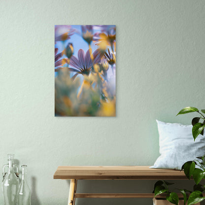 Purple Osteospermum African Daisy 40x60cm Metal Print Ready to Hang