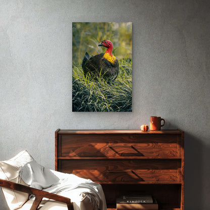 Australian Brushturkey 60x90cm Metal Print Ready to Hang