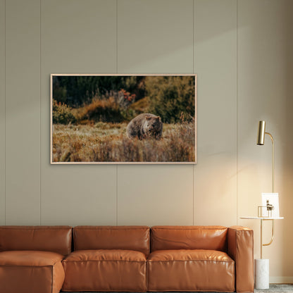 Common Wombat Foraging in the Alpine Heaths of Cradle Mountain Wall Art Decor 100% Australian Made