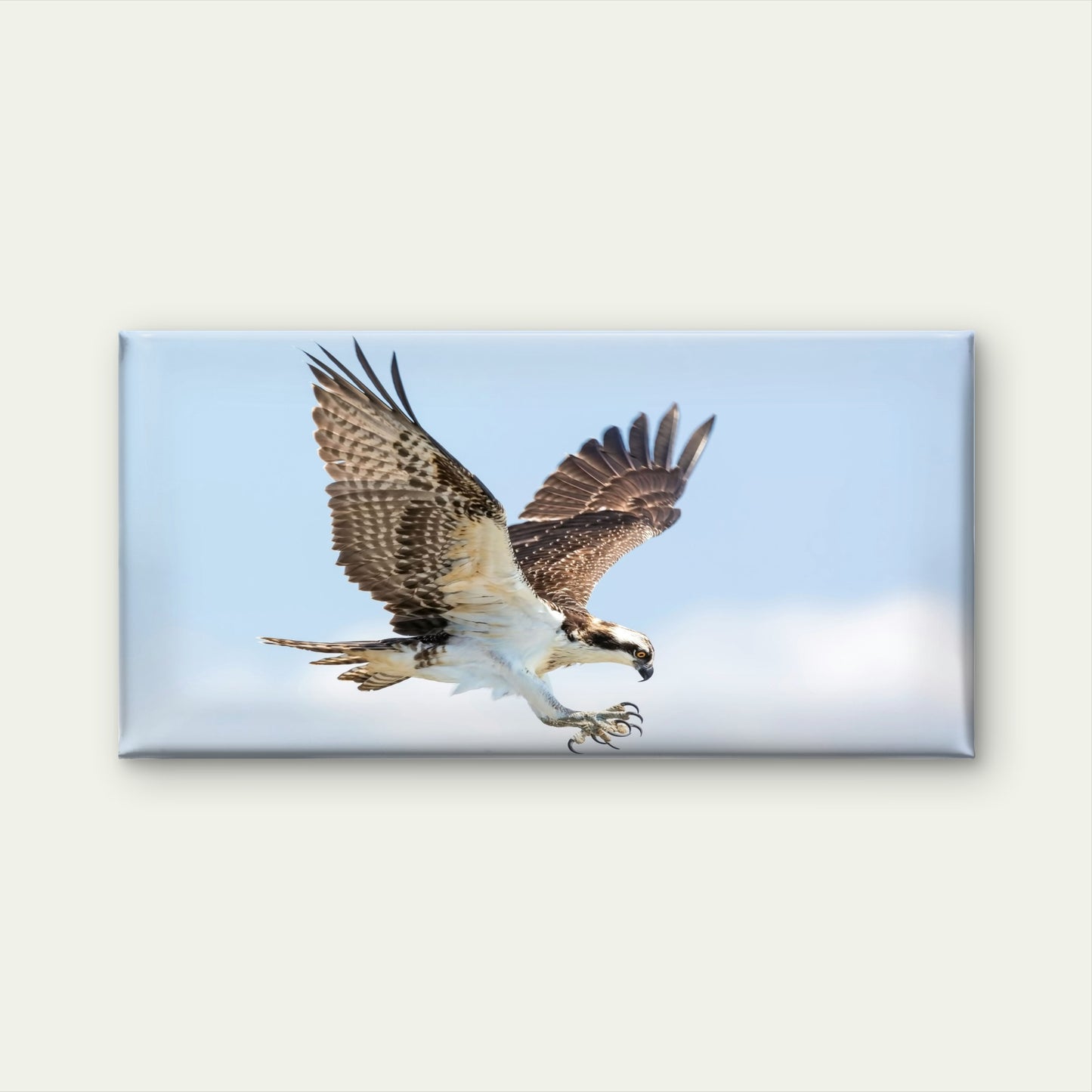 Osprey With Extended Talons Wall Art Canvas Office Home Room Framed 120x60cm