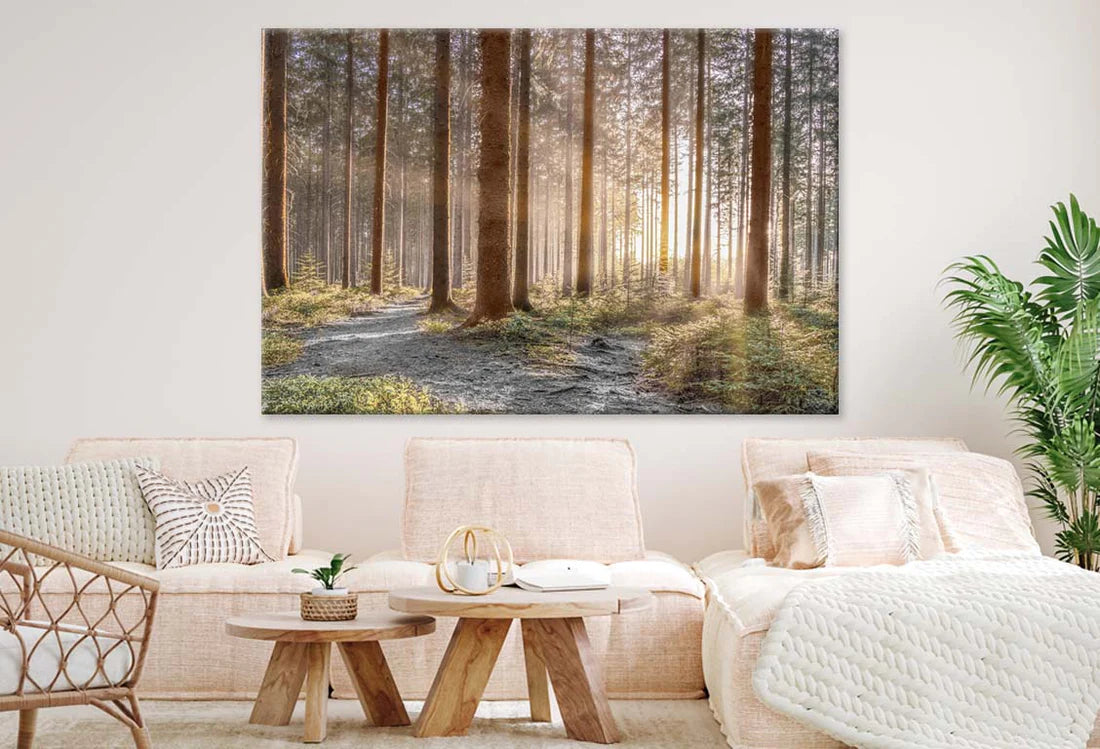 Forest with Shining Sun Rays 90x60cm Print 100% Australian Made