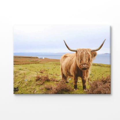 Bella Home Scottish Highland Cow on Field Print Canvas Ready to hang