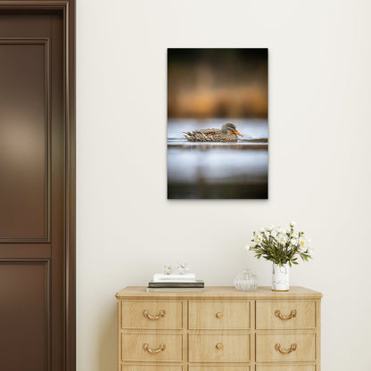 A Mallard Duck Swims Peacefully On The Water 60x90cm Metal Print Ready to Hang