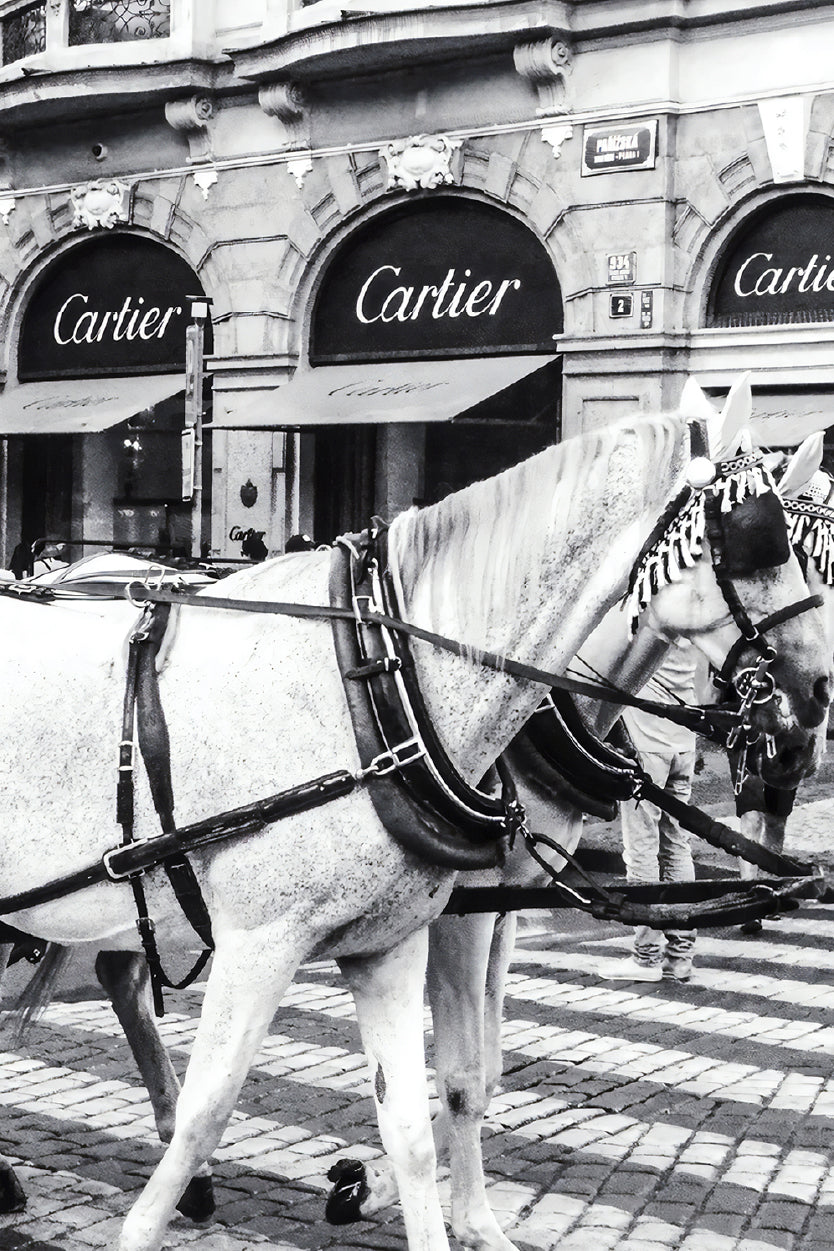Bella Home Black And White Horse with Fashion Store Print Canvas Ready to hang