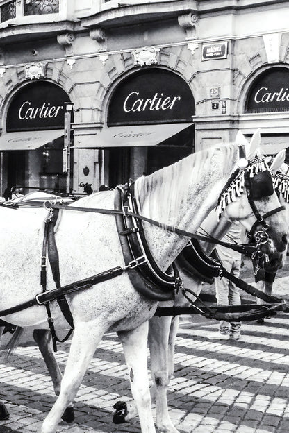 Bella Home Black And White Horse with Fashion Store Print Canvas Ready to hang
