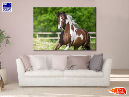 Brown And White Stallion Running Print 100% Australian Made