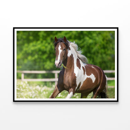 Brown And White Stallion Running Home Decor Premium Quality Poster Print Choose Your Sizes