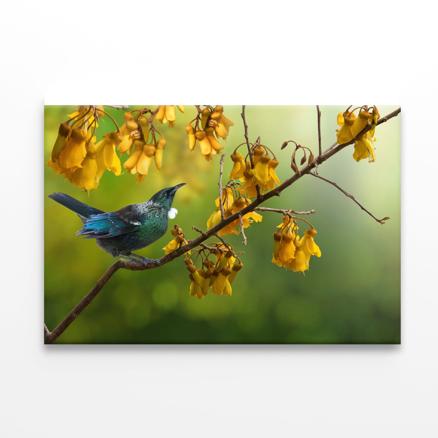 Tui Bird with Kowhai Tree Branch Print 100% Australian Made - Bella Home Decor