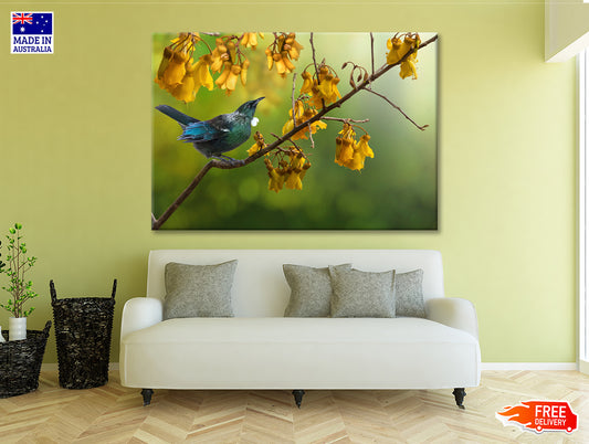 Tui Bird with Kowhai Tree Branch Print 100% Australian Made - Bella Home Decor