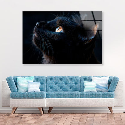 Black Cat with A Yellow Eye Staring Up Acrylic Glass Print Tempered Glass Wall Art 100% Made in Australia Ready to Hang