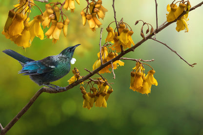 Tui Bird with Kowhai Tree Branch Print 100% Australian Made - Bella Home Decor