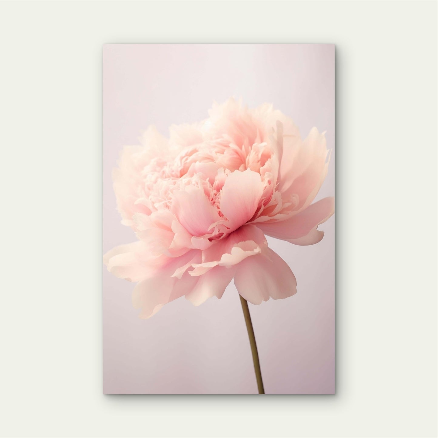 Soft Pink Peony Flower Bloom Floral 40x60cm Metal Print Ready to Hang
