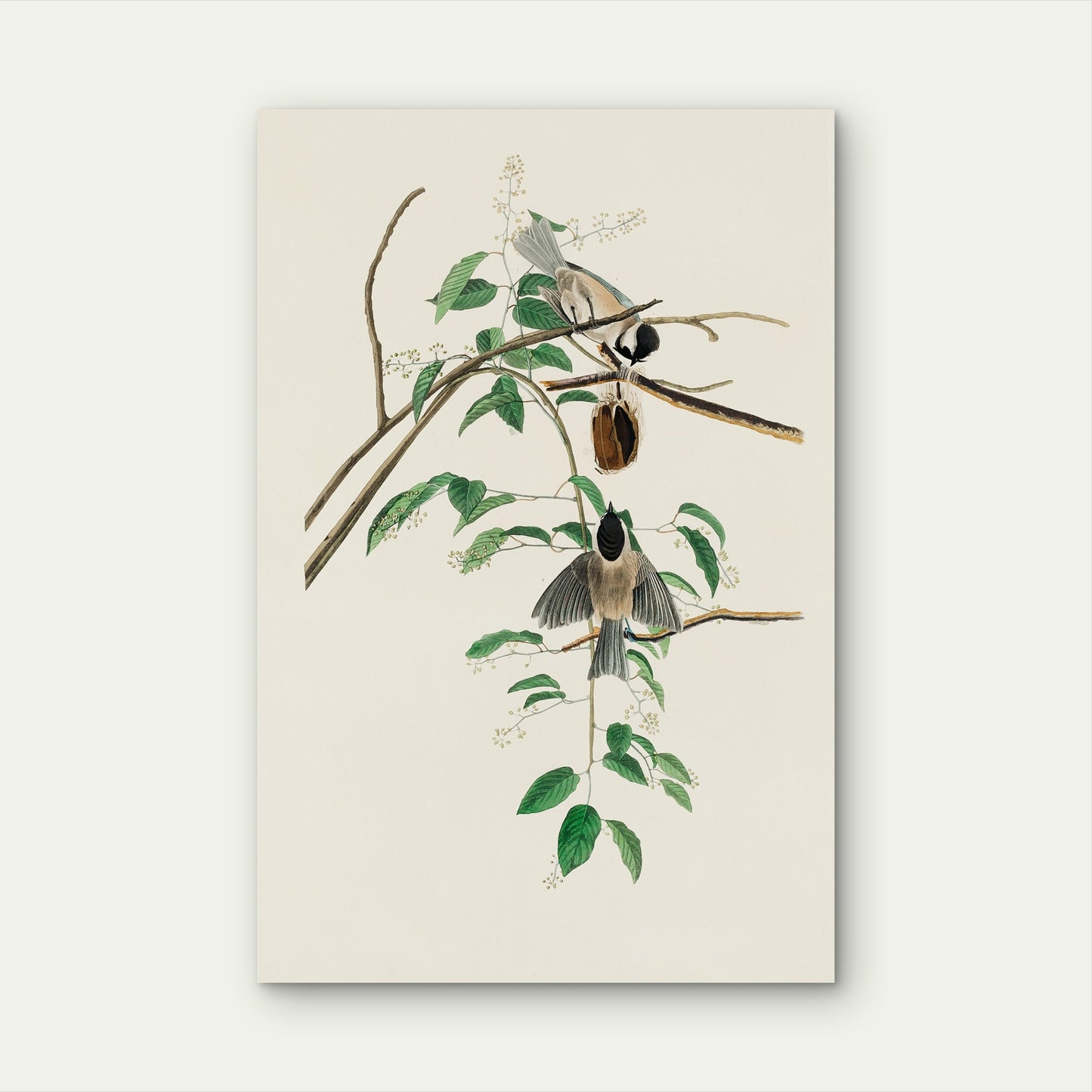 Neutral Chickadee Birds Branch Nest 40x60cm Metal Print Ready to Hang