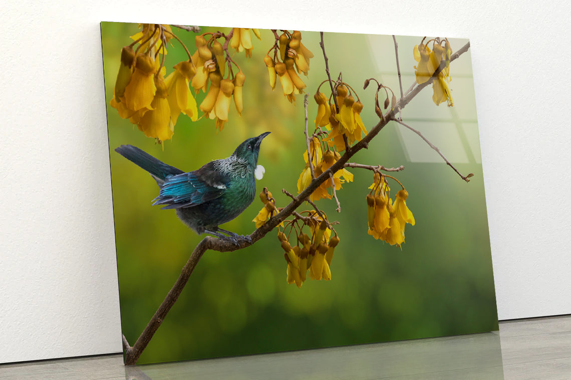 Tui Bird with Kowhai Tree Branch Acrylic Glass Print Tempered Glass Wall Art 100% Made in Australia Ready to Hang - Bella Home Decor