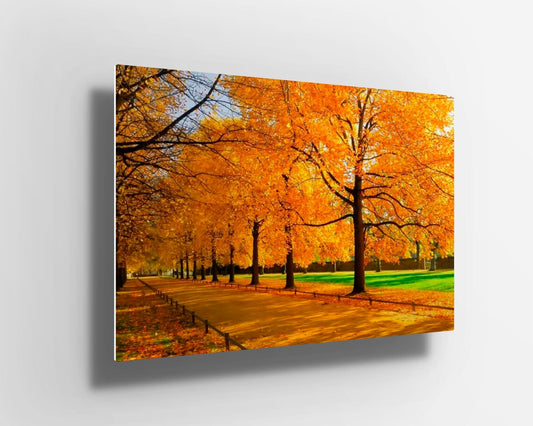 Autumn yellow trees forest & path UV Direct Aluminum Print Australian Made Quality