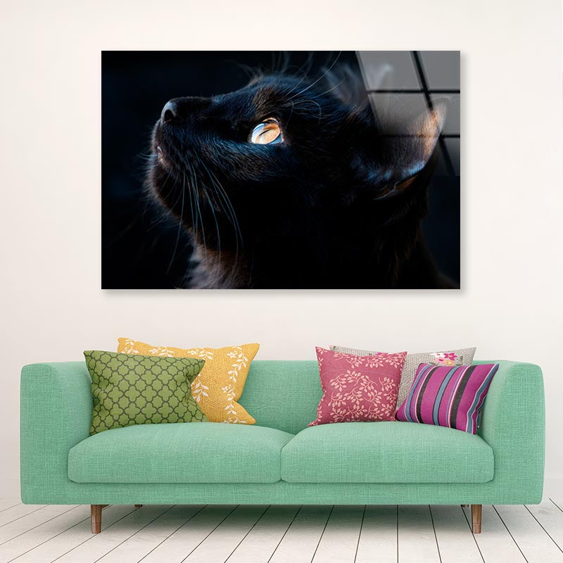 Black Cat with A Yellow Eye Staring Up Acrylic Glass Print Tempered Glass Wall Art 100% Made in Australia Ready to Hang