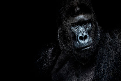 Black Gorilla Portrait Dark Background Wall Art Decor 100% Australian Made