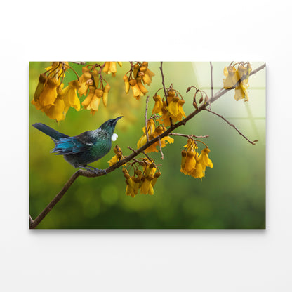 Tui Bird with Kowhai Tree Branch Acrylic Glass Print Tempered Glass Wall Art 100% Made in Australia Ready to Hang - Bella Home Decor