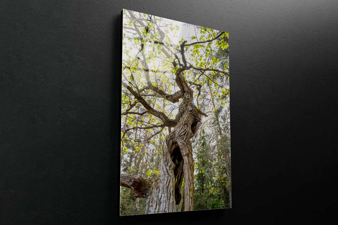 Old Oak in Forest Acrylic Glass Print Tempered Glass Wall Art 100% Made in Australia Ready to Hang