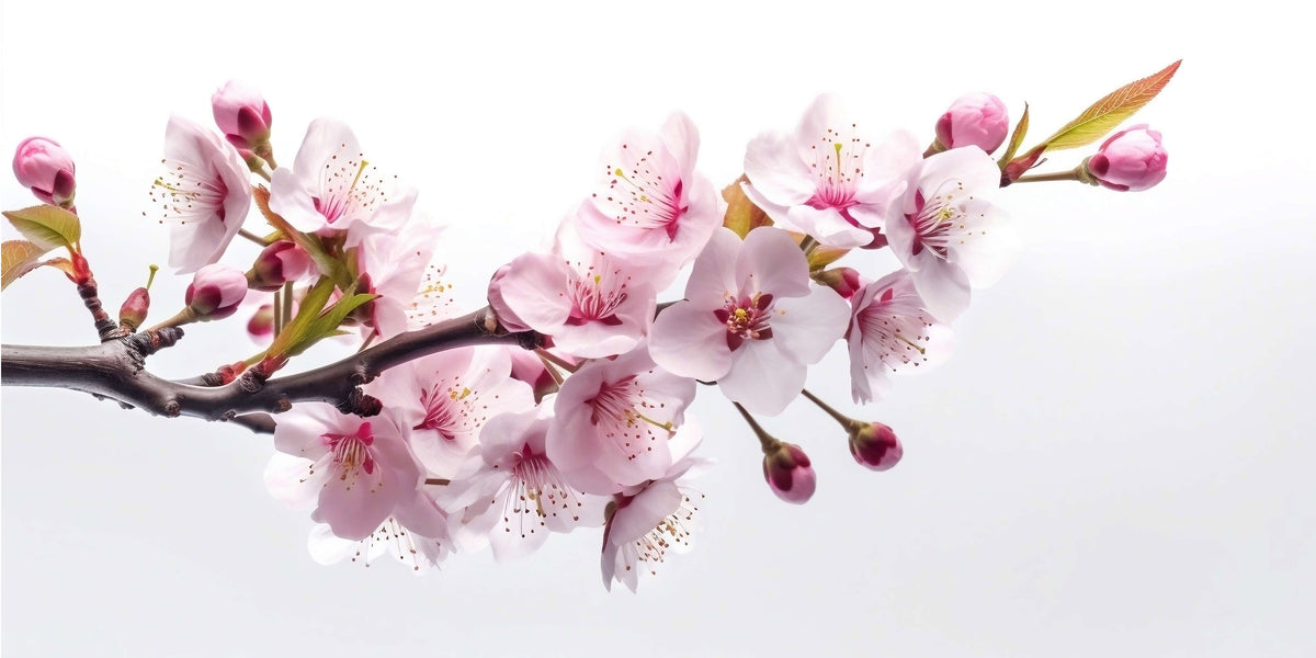 Pink Cherry Blossom Branch Japan Wall Art Canvas Office Home Framed 120x60cm