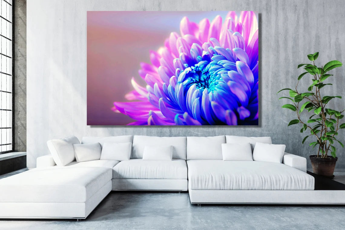 Chrysanthemum Flower UV Direct Aluminum Print Australian Made Quality