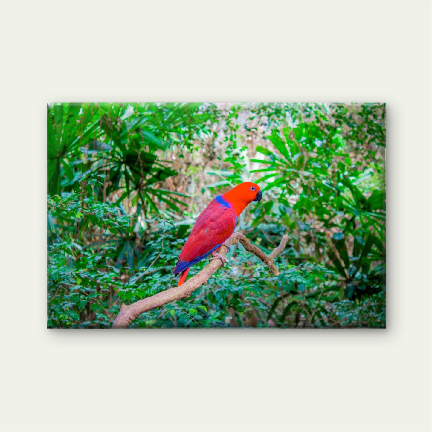 A Female Eclectus Parrot Perched Amidst the Lush Rainforests of the Moluccan Islands Australia Wall Art Decor 100% Australian Made