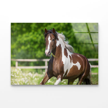 Brown And White Stallion Running Acrylic Glass Print Tempered Glass Wall Art 100% Made in Australia Ready to Hang