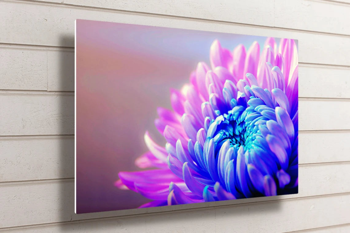 Chrysanthemum Flower UV Direct Aluminum Print Australian Made Quality