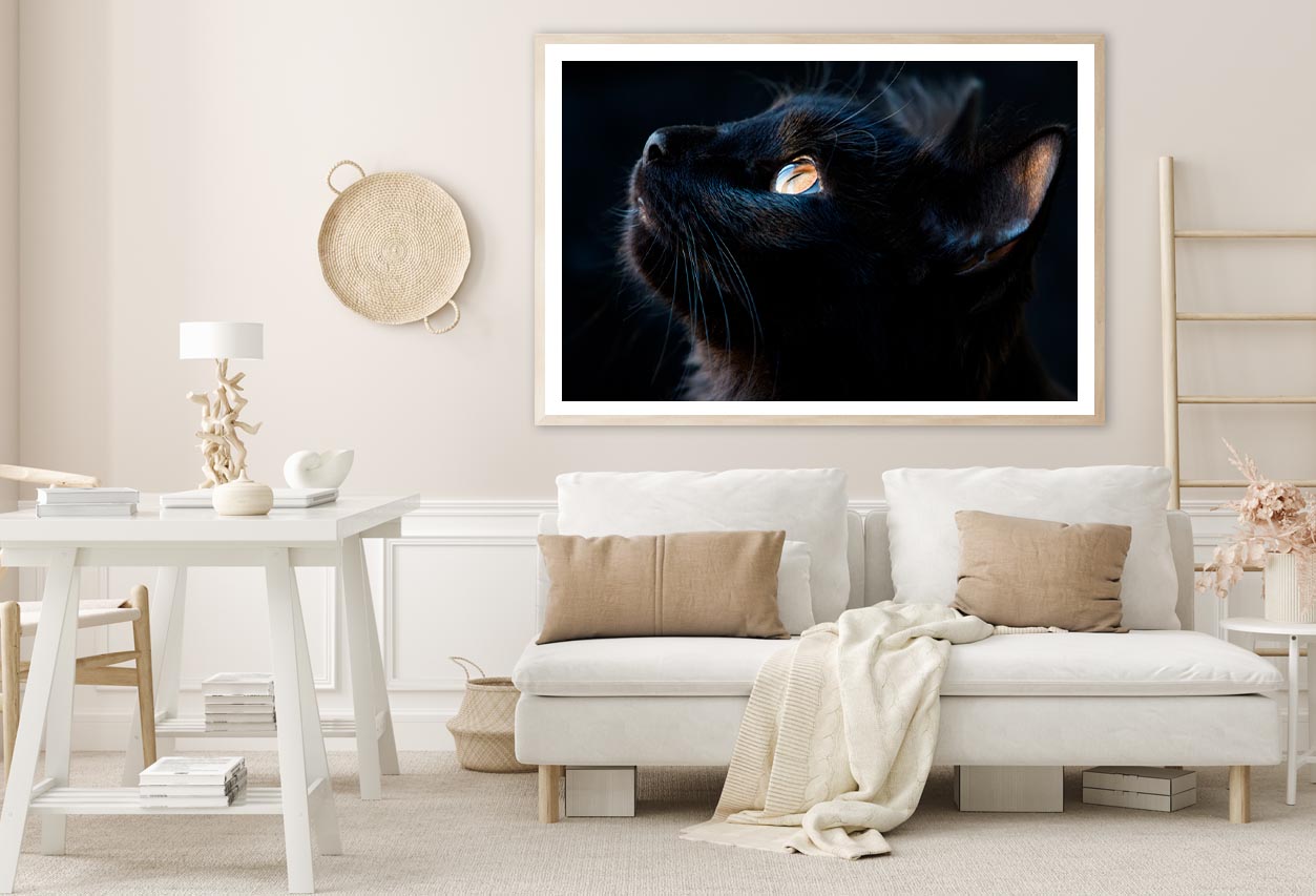 Black Cat with A Yellow Eye Staring Up Home Decor Premium Quality Poster Print Choose Your Sizes