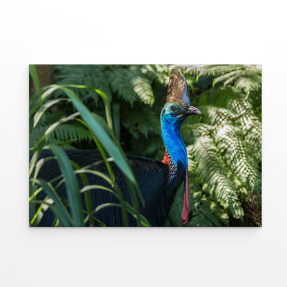 Daintree Rainforest Queensland Cassowary Wildlife Wall Art Decor 100% Australian Made
