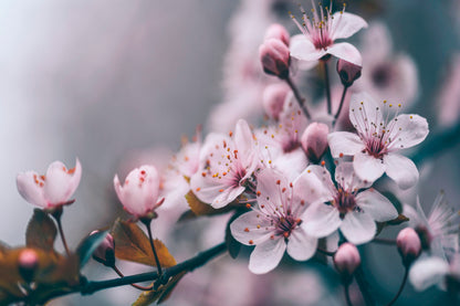 Macro Cherry Blossom Tree Branch  Acrylic Glass Print Tempered Glass Wall Art 100% Made in Australia Ready to Hang