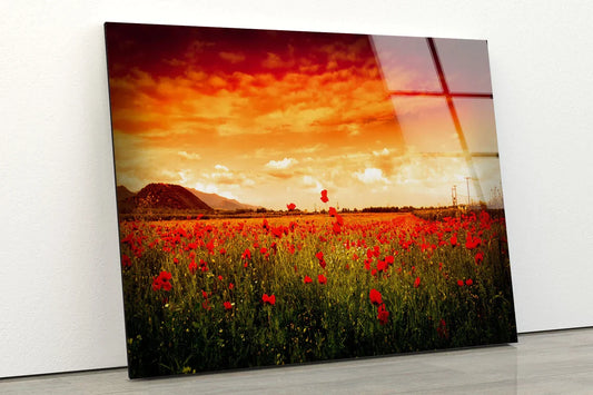 Red Flower Field Sunset UV Direct Aluminum Print Australian Made Quality
