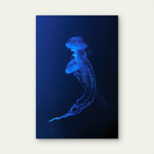 Neon Blue Jellyfish Deep Sea Glow 40x60cm Metal Print Ready to Hang