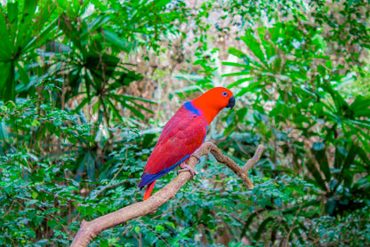 A Female Eclectus Parrot Perched Amidst the Lush Rainforests of the Moluccan Islands Australia Wall Art Decor 100% Australian Made