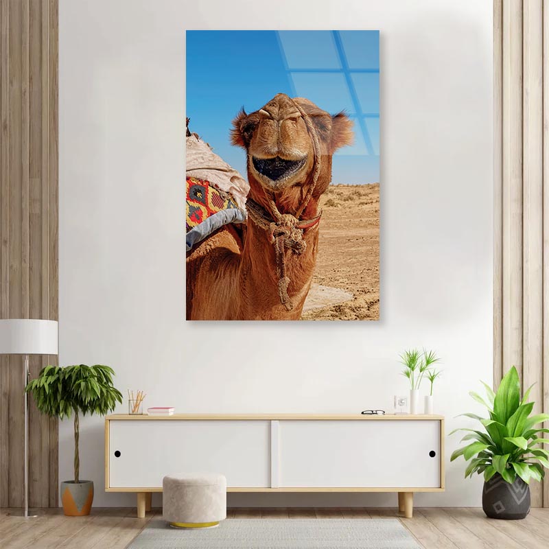 Close-Up Of a Dromedary Camel in The Desert Portrait Photograph Acrylic Glass Print Tempered Glass Wall Art 100% Made in Australia Ready to Hang