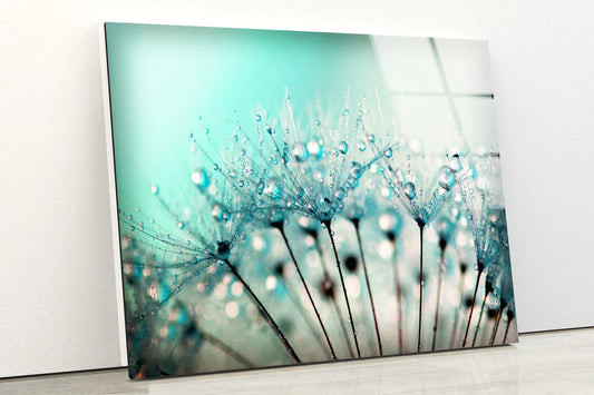 Dandelion Flowers View UV Direct Aluminum Print Australian Made Quality