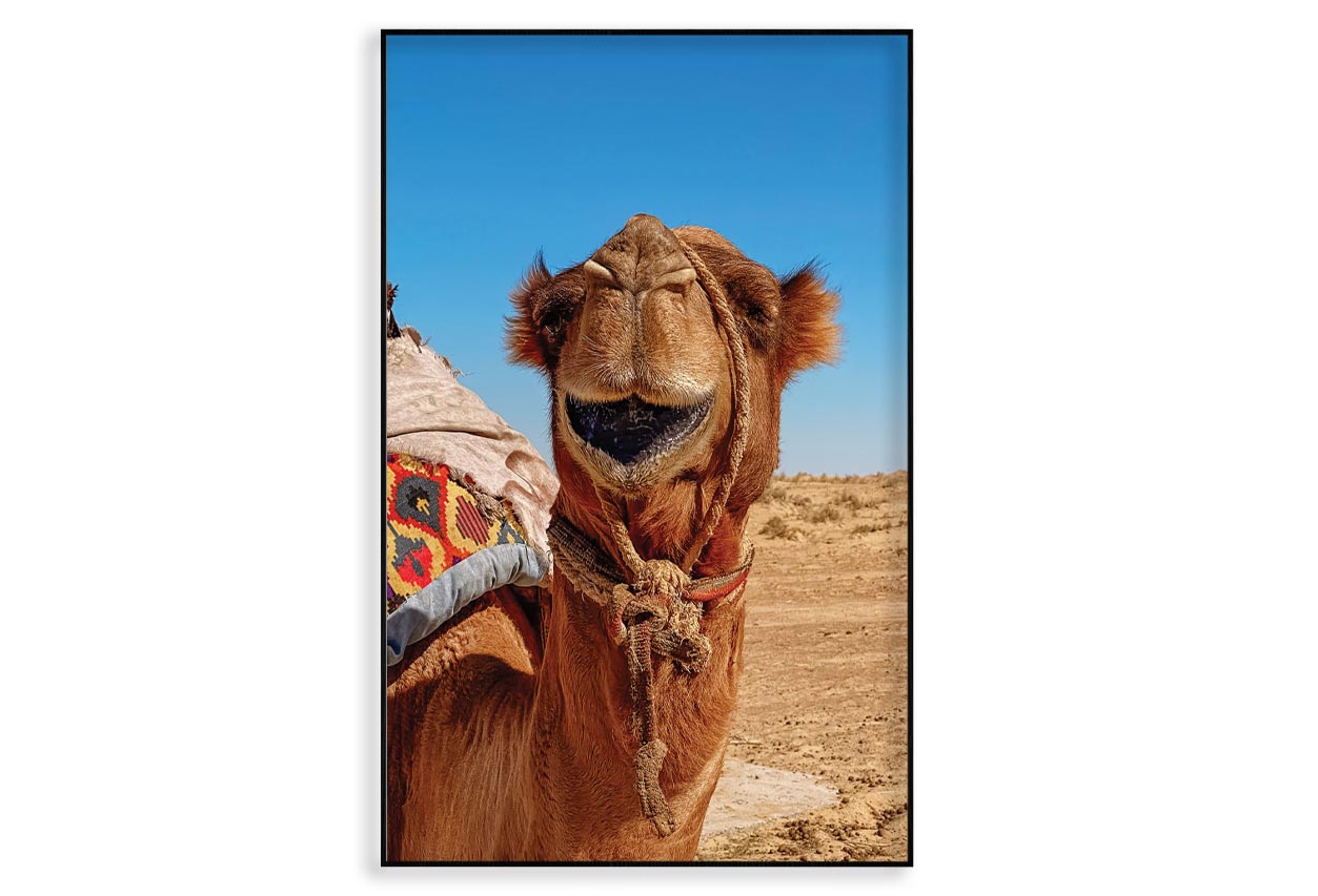 Close-Up Of a Dromedary Camel in The Desert Home Decor Premium Quality Poster Print Choose Your Sizes