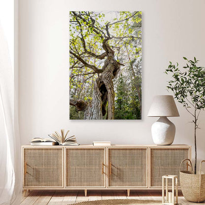 Old Oak in Forest Acrylic Glass Print Tempered Glass Wall Art 100% Made in Australia Ready to Hang