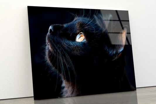 Black Cat with A Yellow Eye Staring Up Acrylic Glass Print Tempered Glass Wall Art 100% Made in Australia Ready to Hang