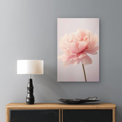 Soft Pink Peony Flower Bloom Floral 40x60cm Metal Print Ready to Hang