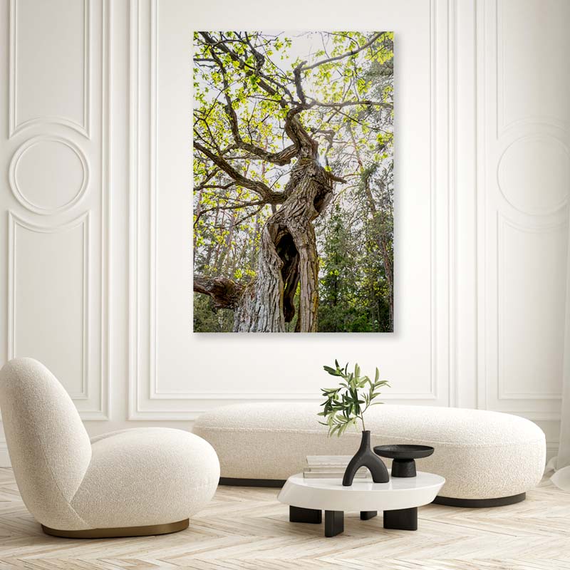 Old Oak in Forest Acrylic Glass Print Tempered Glass Wall Art 100% Made in Australia Ready to Hang