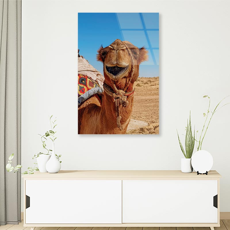 Close-Up Of a Dromedary Camel in The Desert Portrait Photograph Acrylic Glass Print Tempered Glass Wall Art 100% Made in Australia Ready to Hang