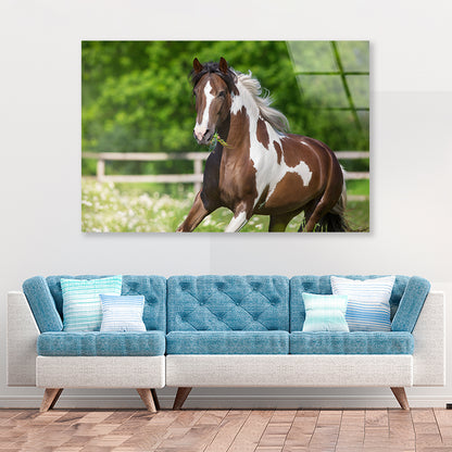 Brown And White Stallion Running Acrylic Glass Print Tempered Glass Wall Art 100% Made in Australia Ready to Hang