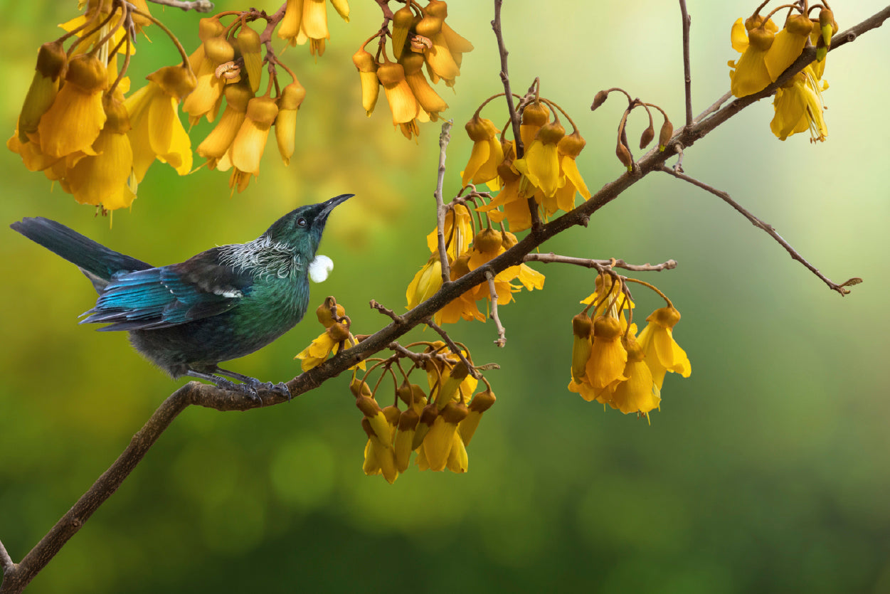 Tui Bird with Kowhai Tree Branch Home Decor Premium Quality Poster Print Choose Your Sizes